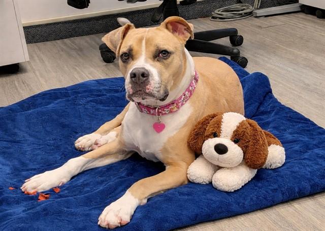 AYLA, Adoptable, Adult Female Boxer & Mixed Breed.