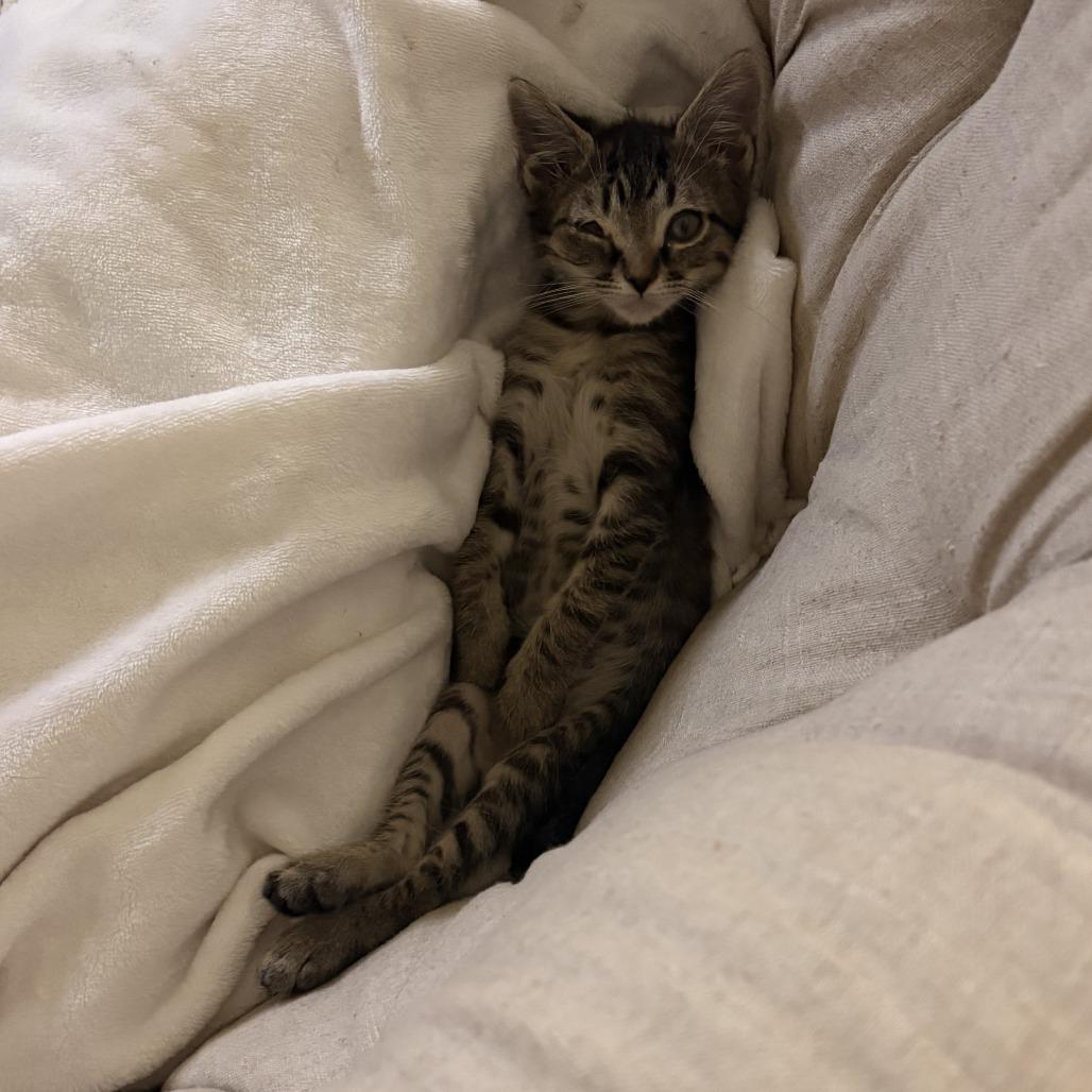 Barnacle, Adoptable, Kitten Male Domestic Short Hair.