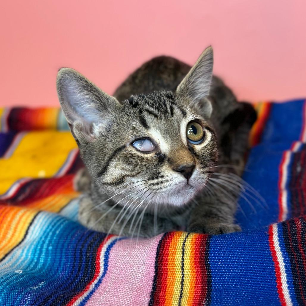 Barnacle, a Adoptable Domestic Short Hair in San Antonio, TX image 2/6