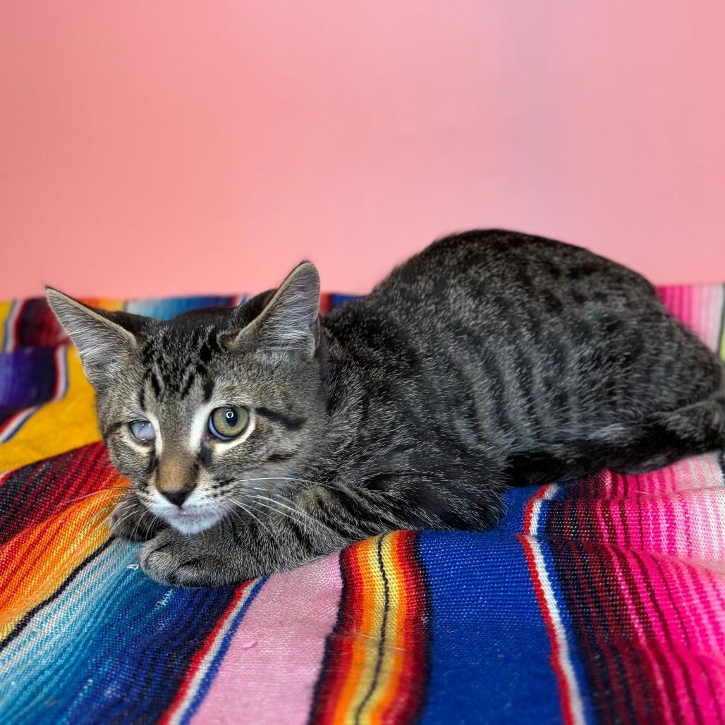 Barnacle, a Adoptable Domestic Short Hair in San Antonio, TX image 3/6
