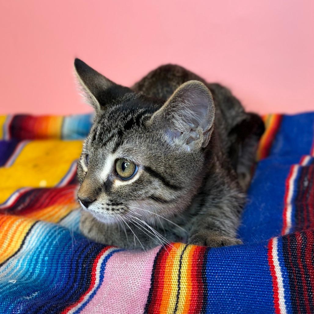 Barnacle, a Adoptable Domestic Short Hair in San Antonio, TX image 4/6