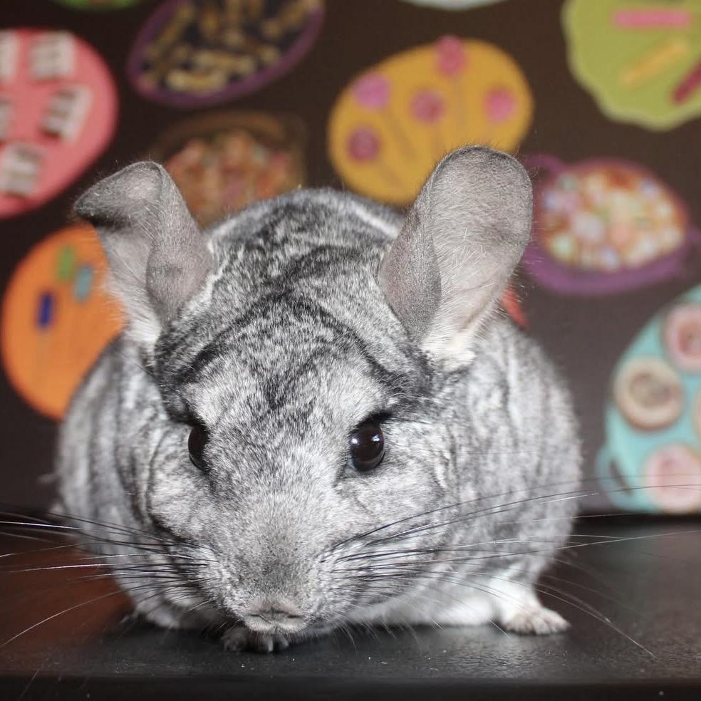Enlarge Tom (Chinchilla), a Adoptable Chinchilla in Winston-Salem, NC image 1/1