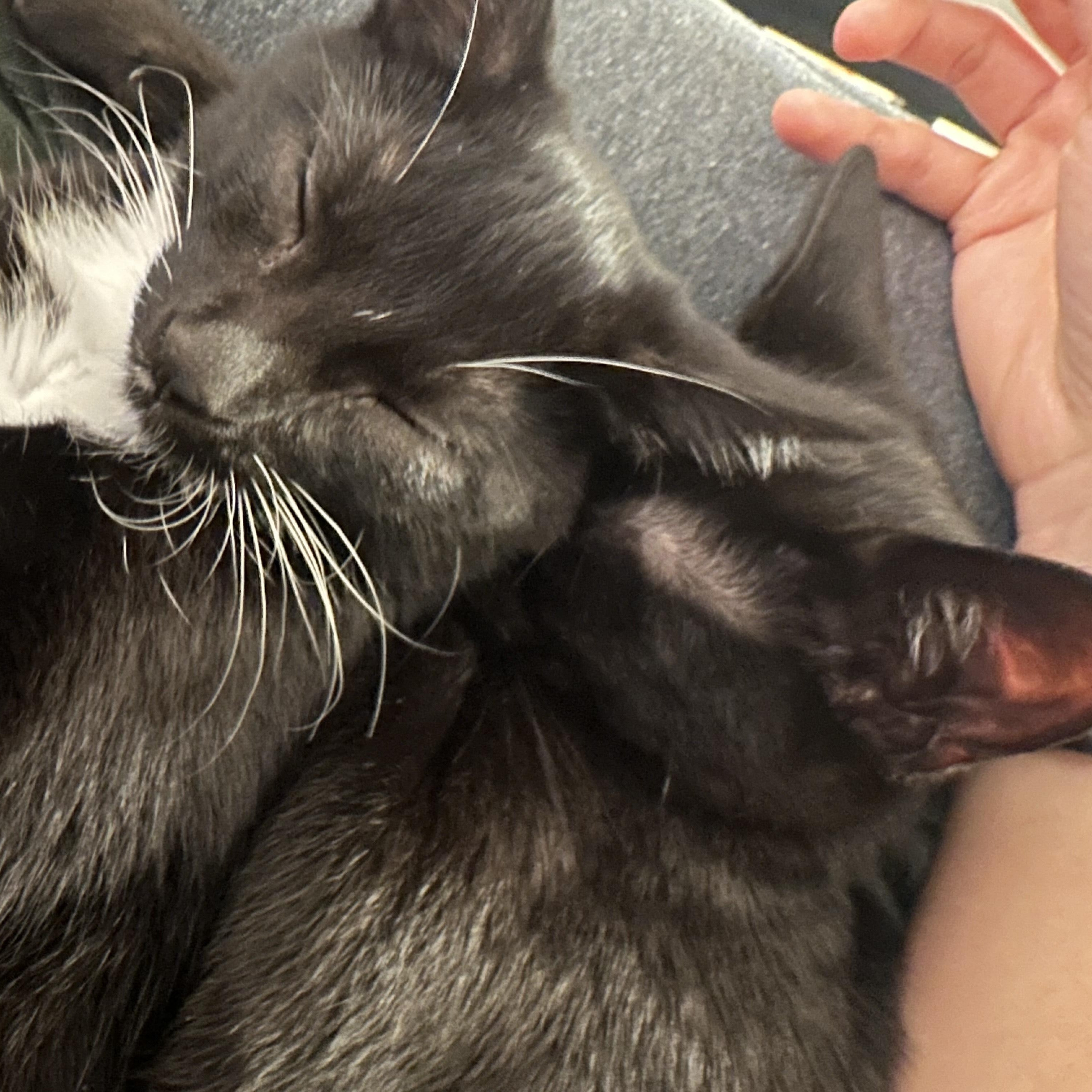 Enlarge Moose (M) and Mouse (F), a Adoptable Domestic Short Hair in South San Francisco, CA image 5/6