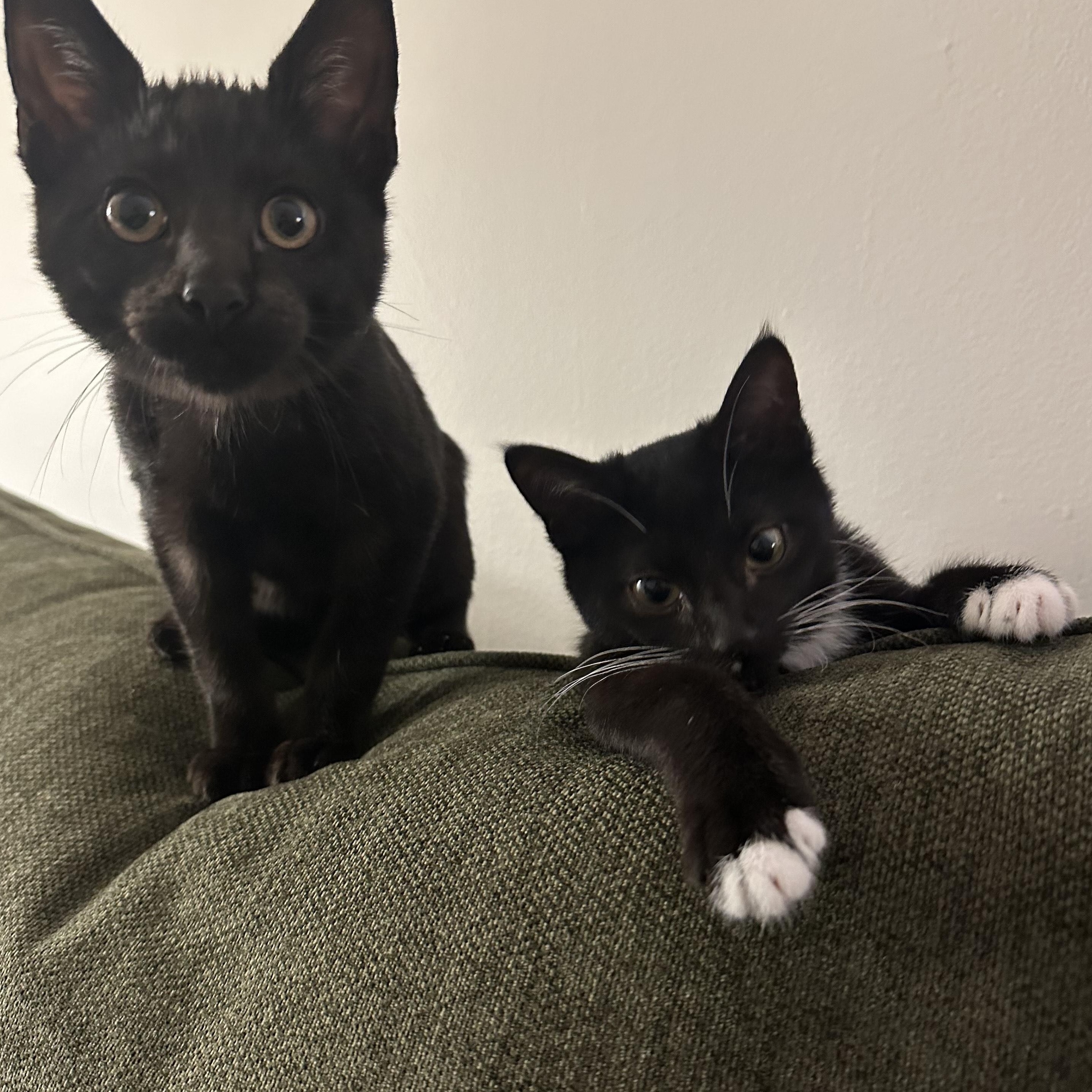 Enlarge Moose (M) and Mouse (F), a Adoptable Domestic Short Hair in South San Francisco, CA image 1/6