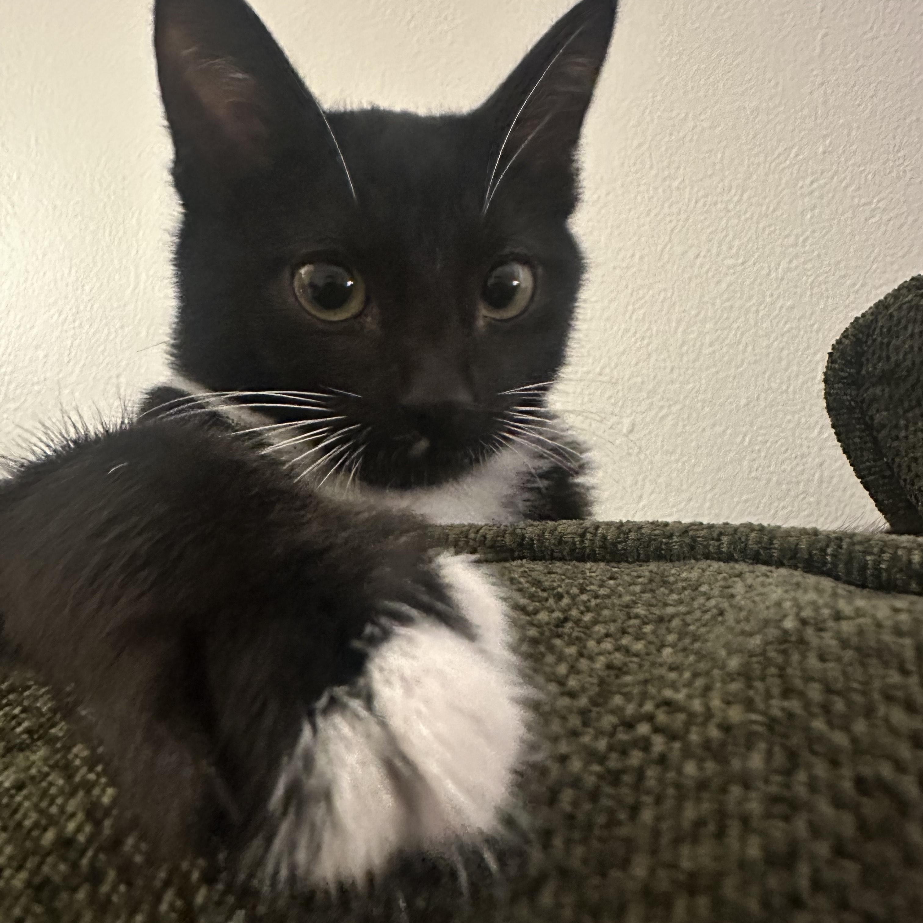 Enlarge Moose (M) and Mouse (F), a Adoptable Domestic Short Hair in South San Francisco, CA image 2/6