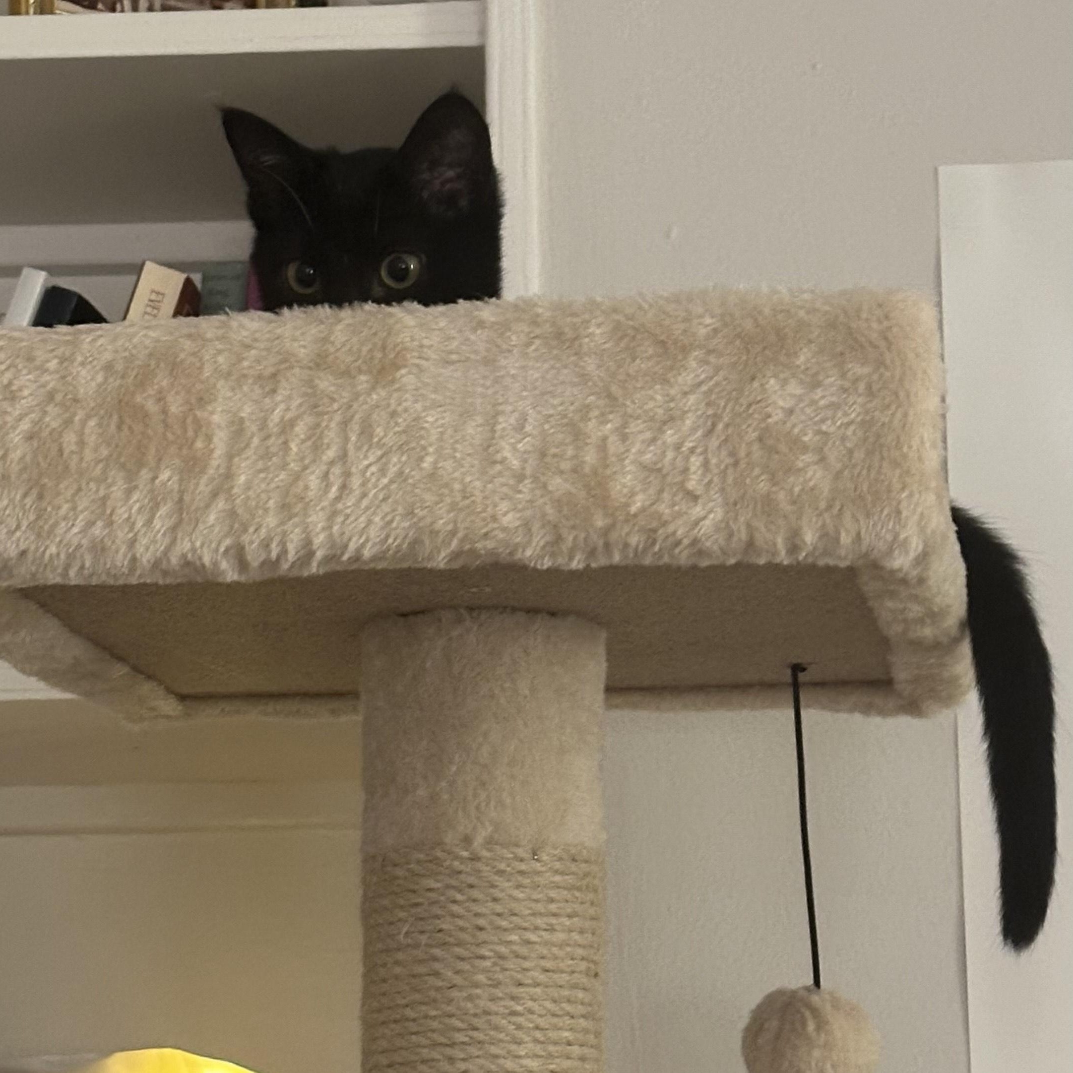 Enlarge Moose (M) and Mouse (F), a Adoptable Domestic Short Hair in South San Francisco, CA image 4/6