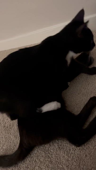 Enlarge Moose (M) and Mouse (F), a Adoptable Domestic Short Hair in South San Francisco, CA video 6/6