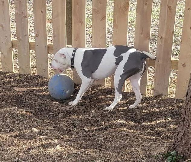 Monteray, a Adoptable Pit Bull Terrier in Germantown, OH image 1/3