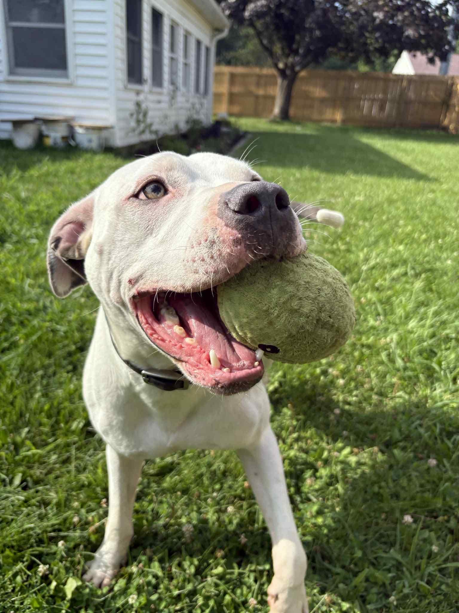 Monteray, Adoptable, Adult Male Pit Bull Terrier.