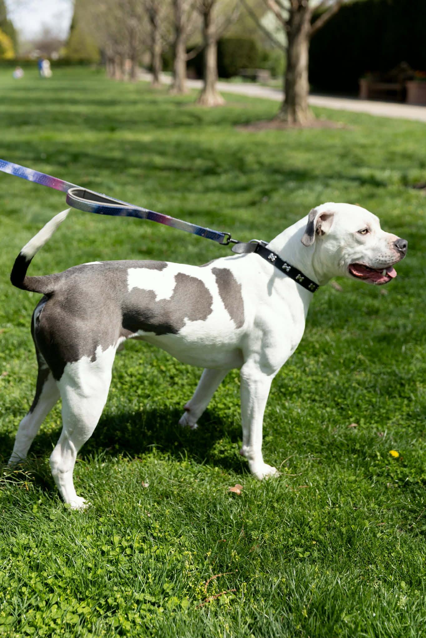 Monteray, Adoptable, Adult Male Pit Bull Terrier.