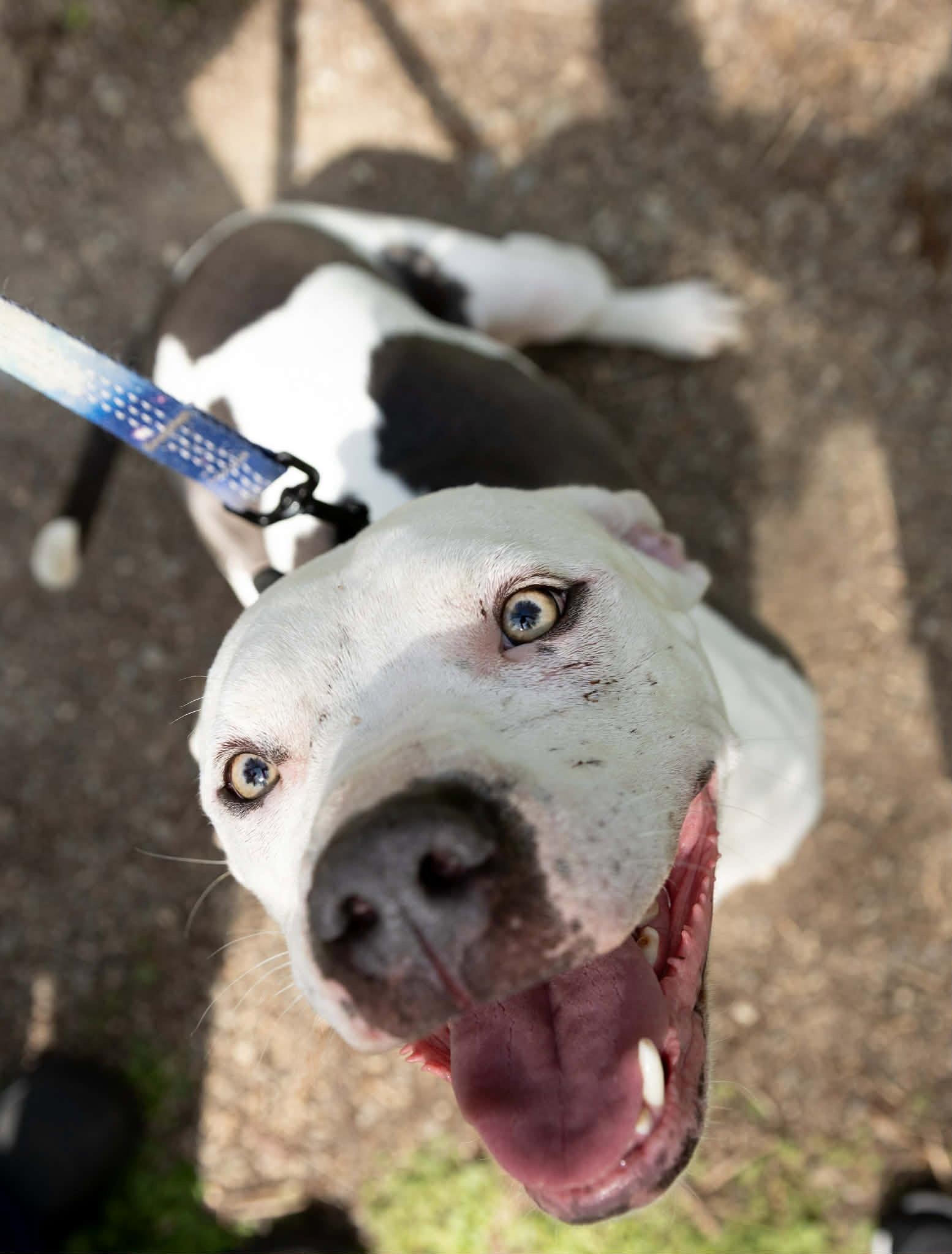 Monteray, Adoptable, Adult Male Pit Bull Terrier.