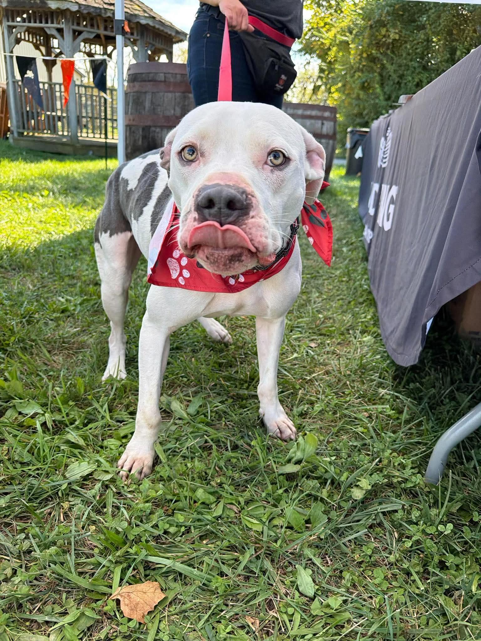 Enlarge Monteray, a Adoptable Pit Bull Terrier in Germantown, OH image 2/3