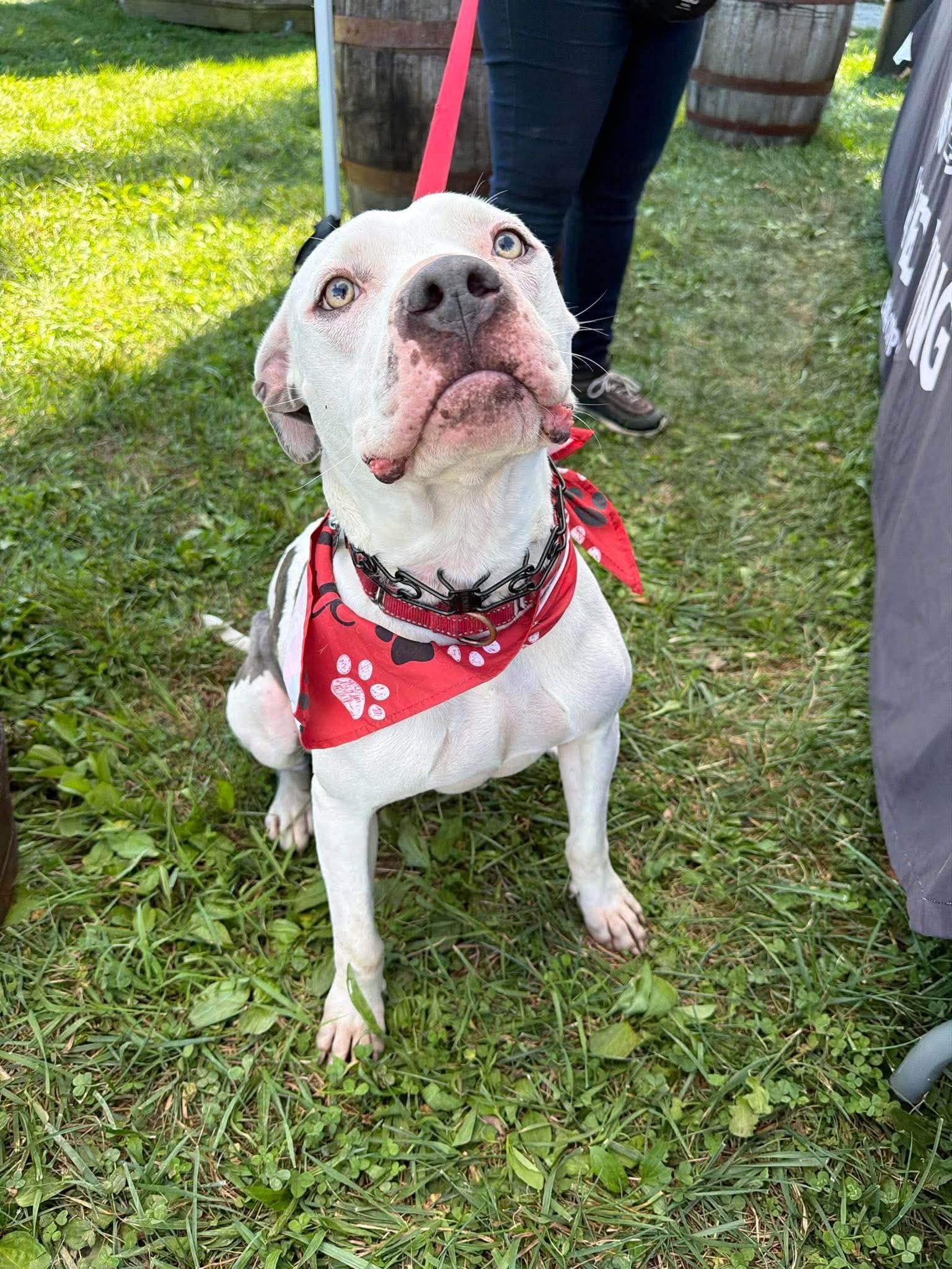 Enlarge Monteray, a Adoptable Pit Bull Terrier in Germantown, OH image 3/3