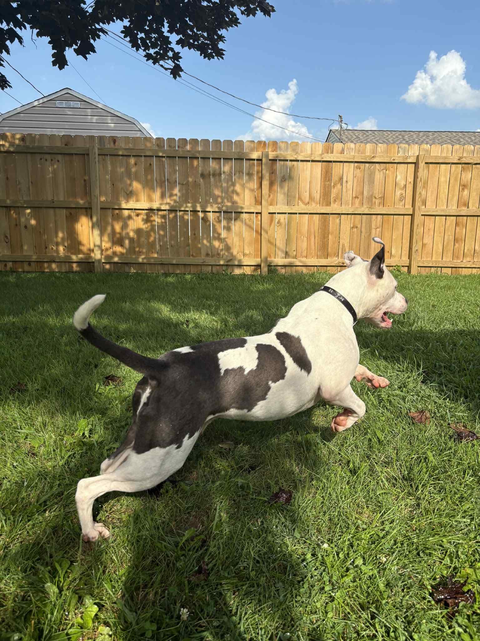 Monteray, a Adoptable Pit Bull Terrier in Germantown, OH image 2/3