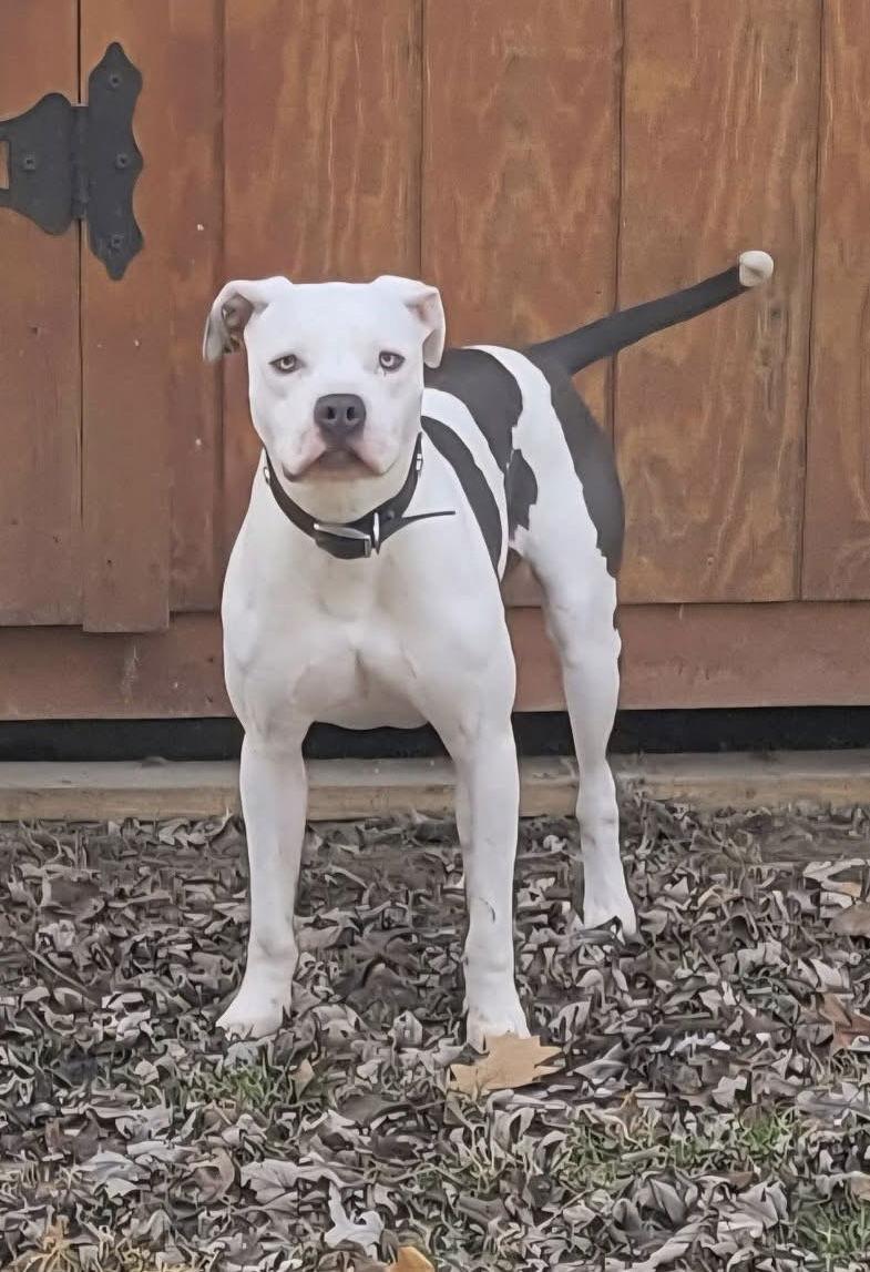 Monteray, a Adoptable Pit Bull Terrier in Germantown, OH image 2/3