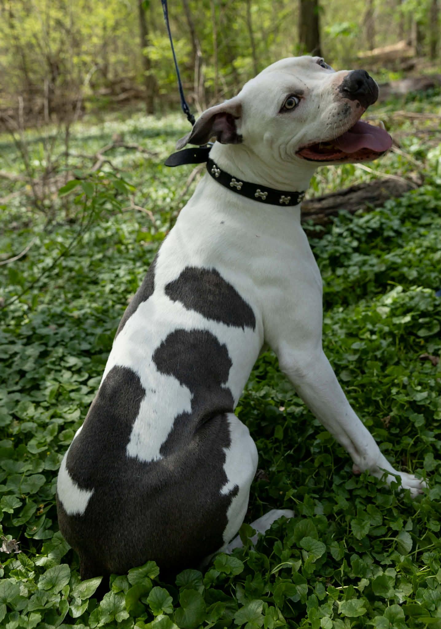 Enlarge Monteray, a Adoptable Pit Bull Terrier in Germantown, OH image 3/3