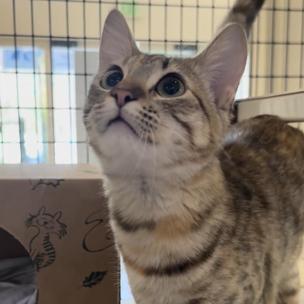 Sunglow, Adoptable, Kitten Female Domestic Short Hair.