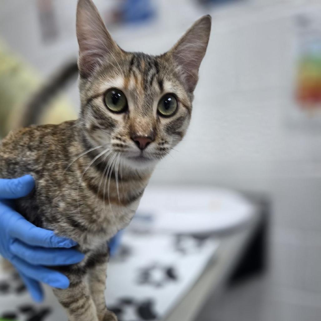 Enlarge Sunglow, a Adoptable Domestic Short Hair in Incline Village, NV image 1/1
