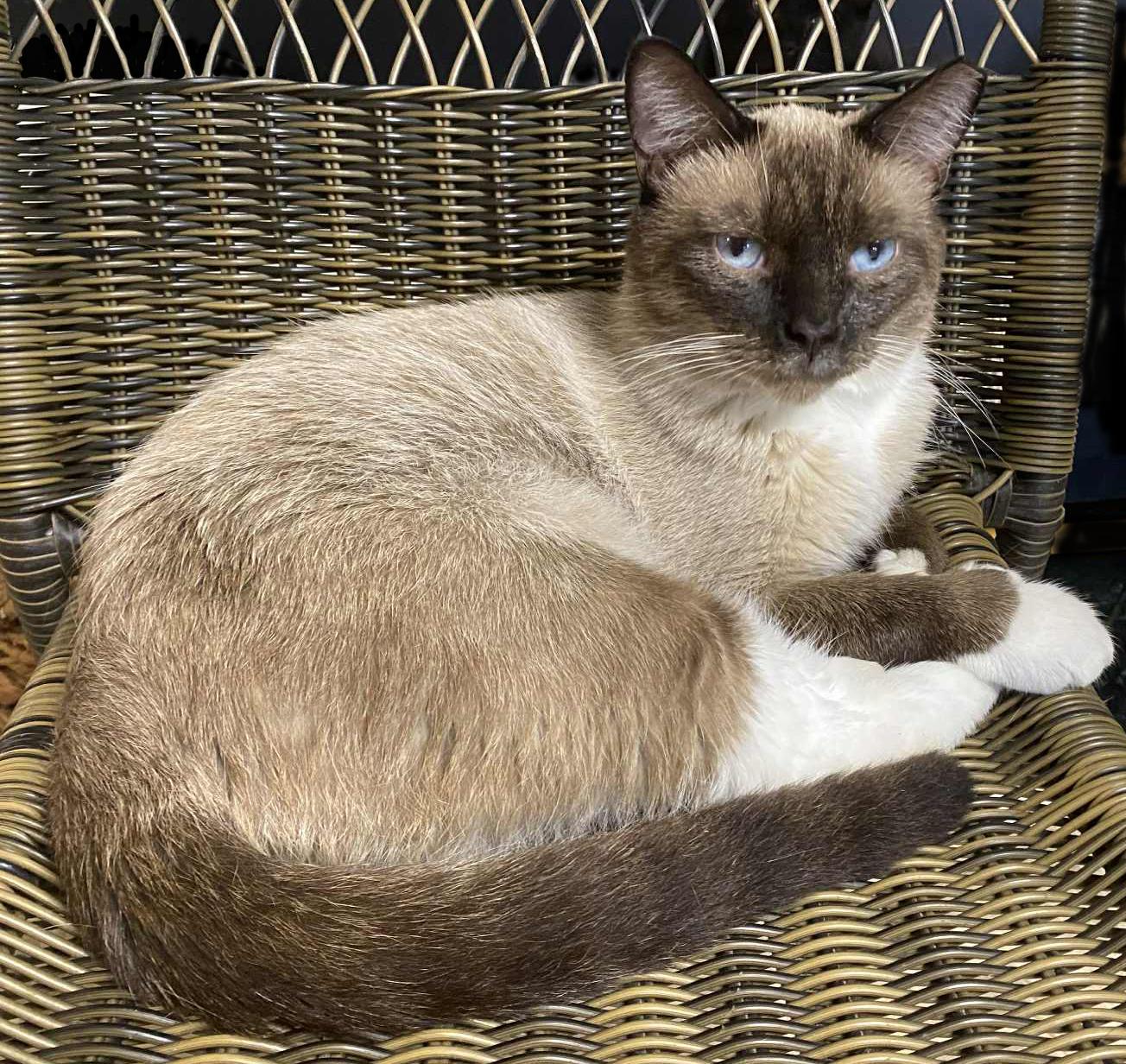Blue Levi, an adoptable Siamese, Snowshoe in Mansfield, OH, 44907 | Photo Image 1