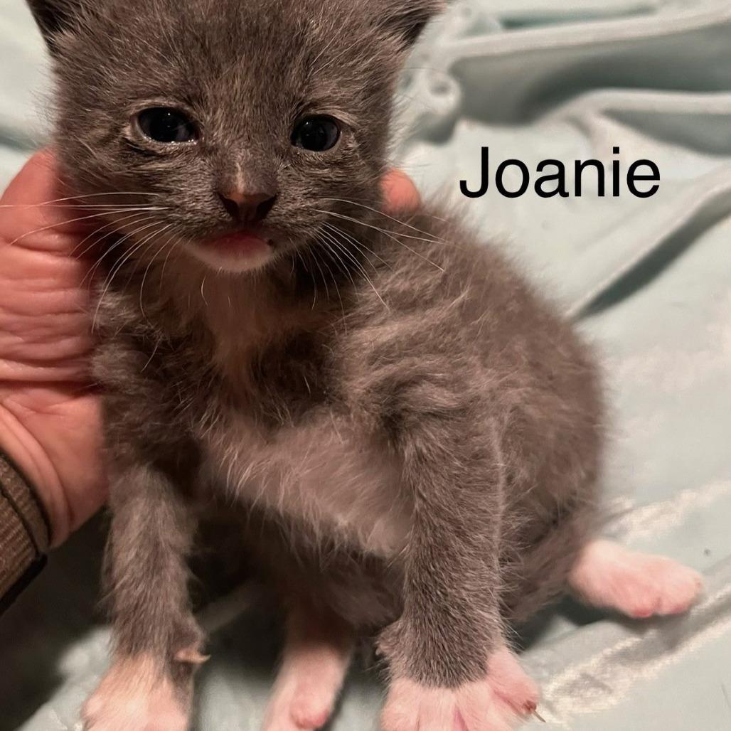 Enlarge Joanie, a Adoptable Domestic Short Hair in Greensboro, GA image 2/2