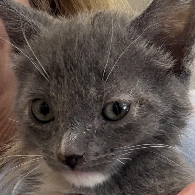 Joanie, Adoptable, Kitten Female Domestic Short Hair.