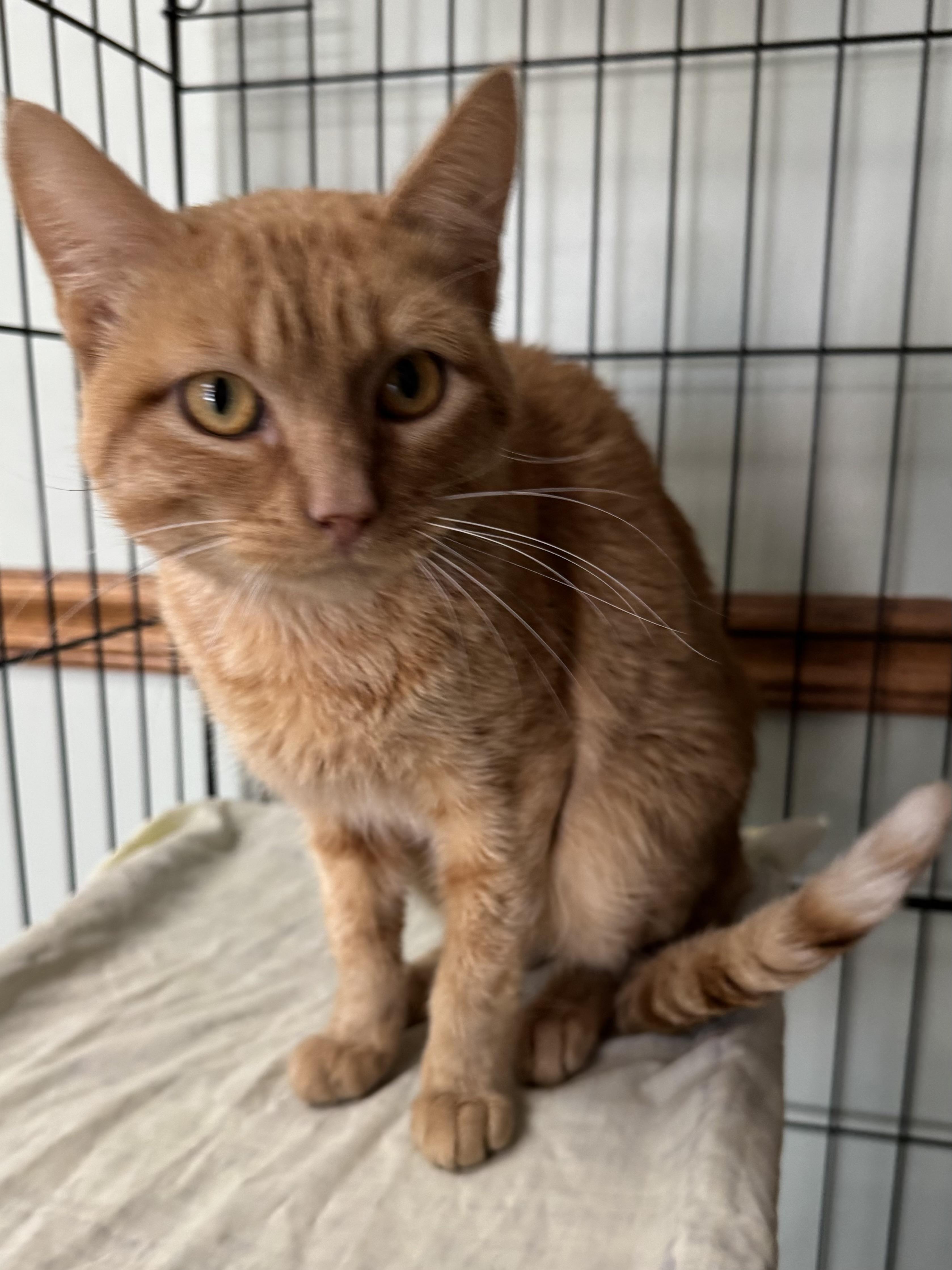 Enlarge Tony, a ADOPTABLE mixed breed in Valley Center, KS image 4/5