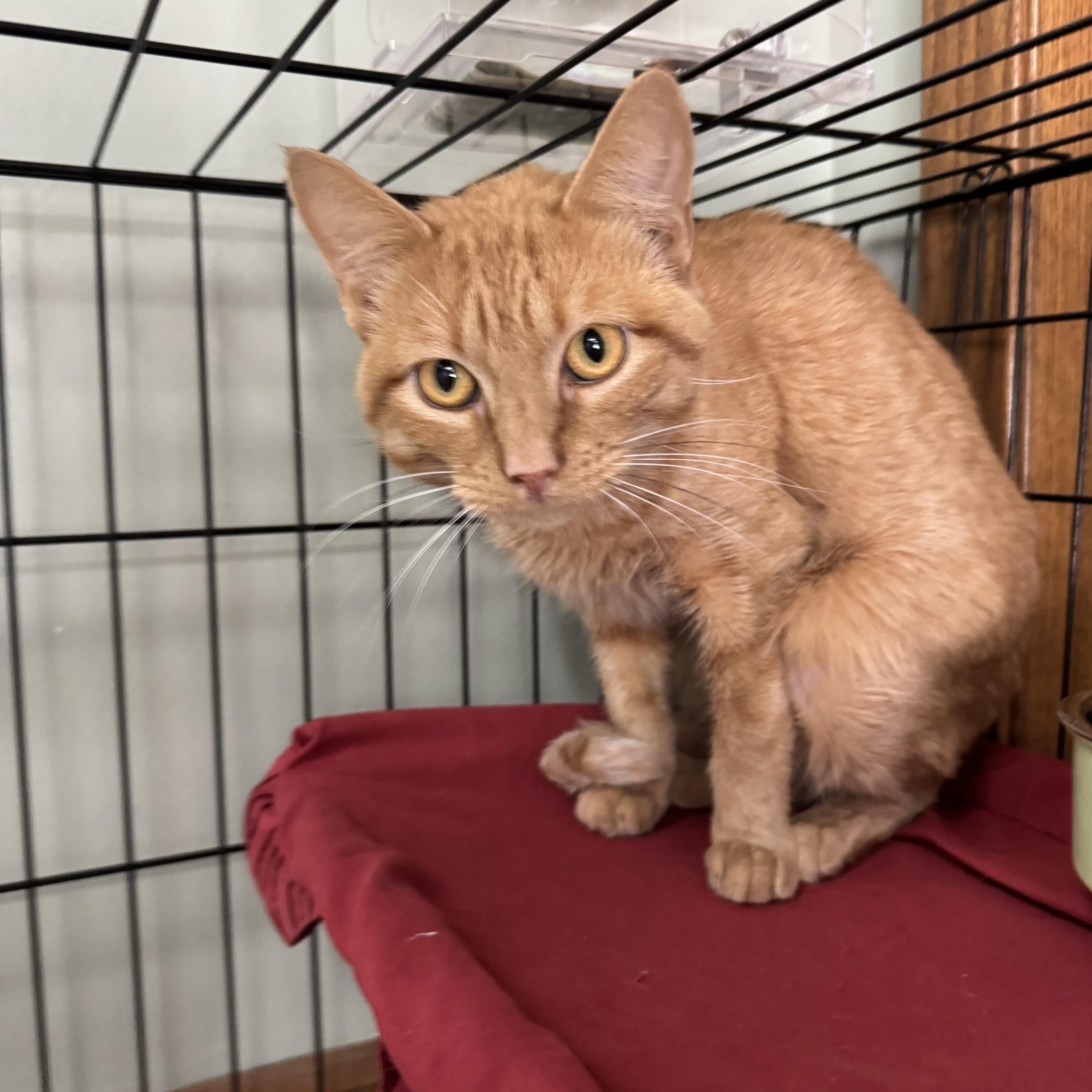 Enlarge Tony, a ADOPTABLE mixed breed in Valley Center, KS image 3/5