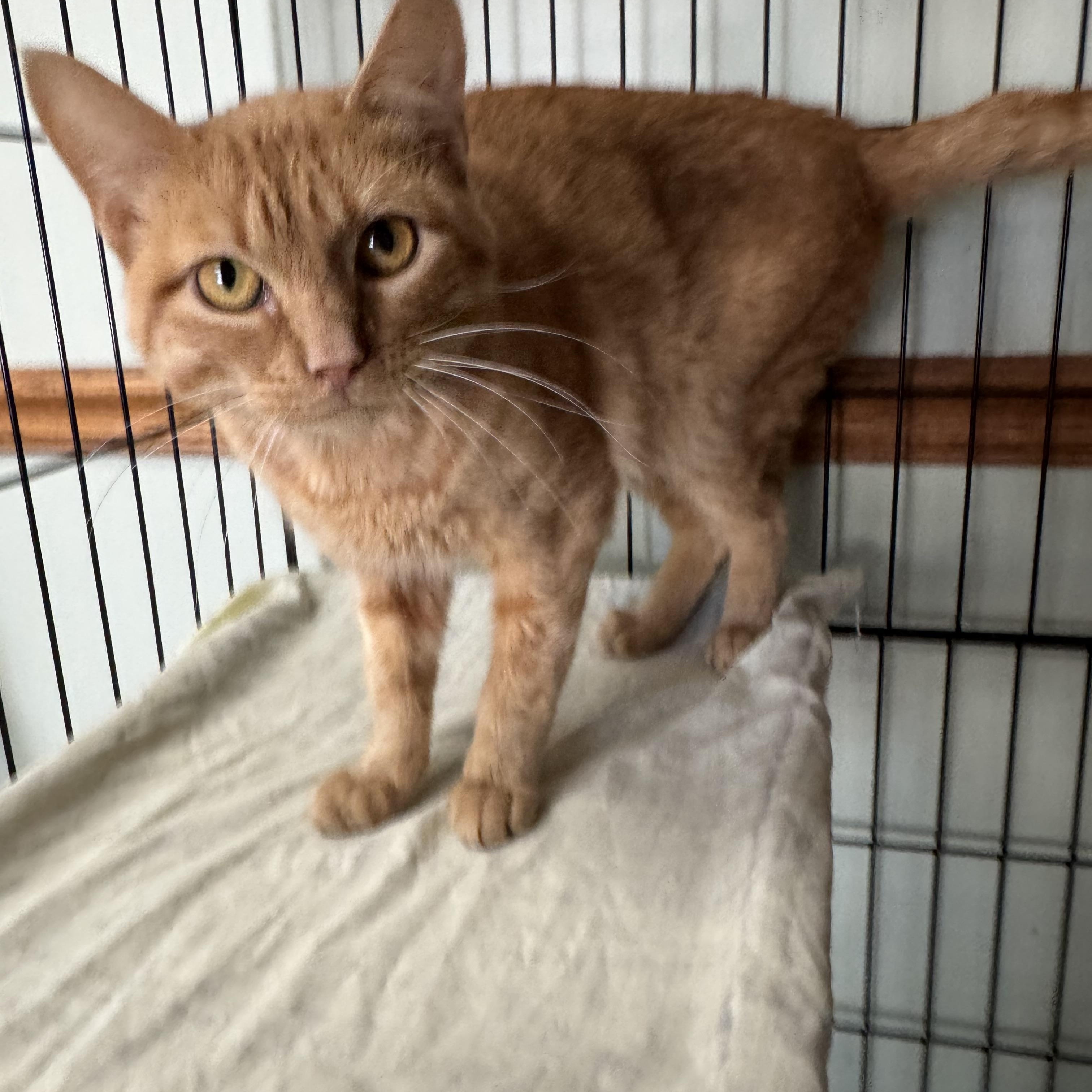 Enlarge Tony, a ADOPTABLE mixed breed in Valley Center, KS image 5/5
