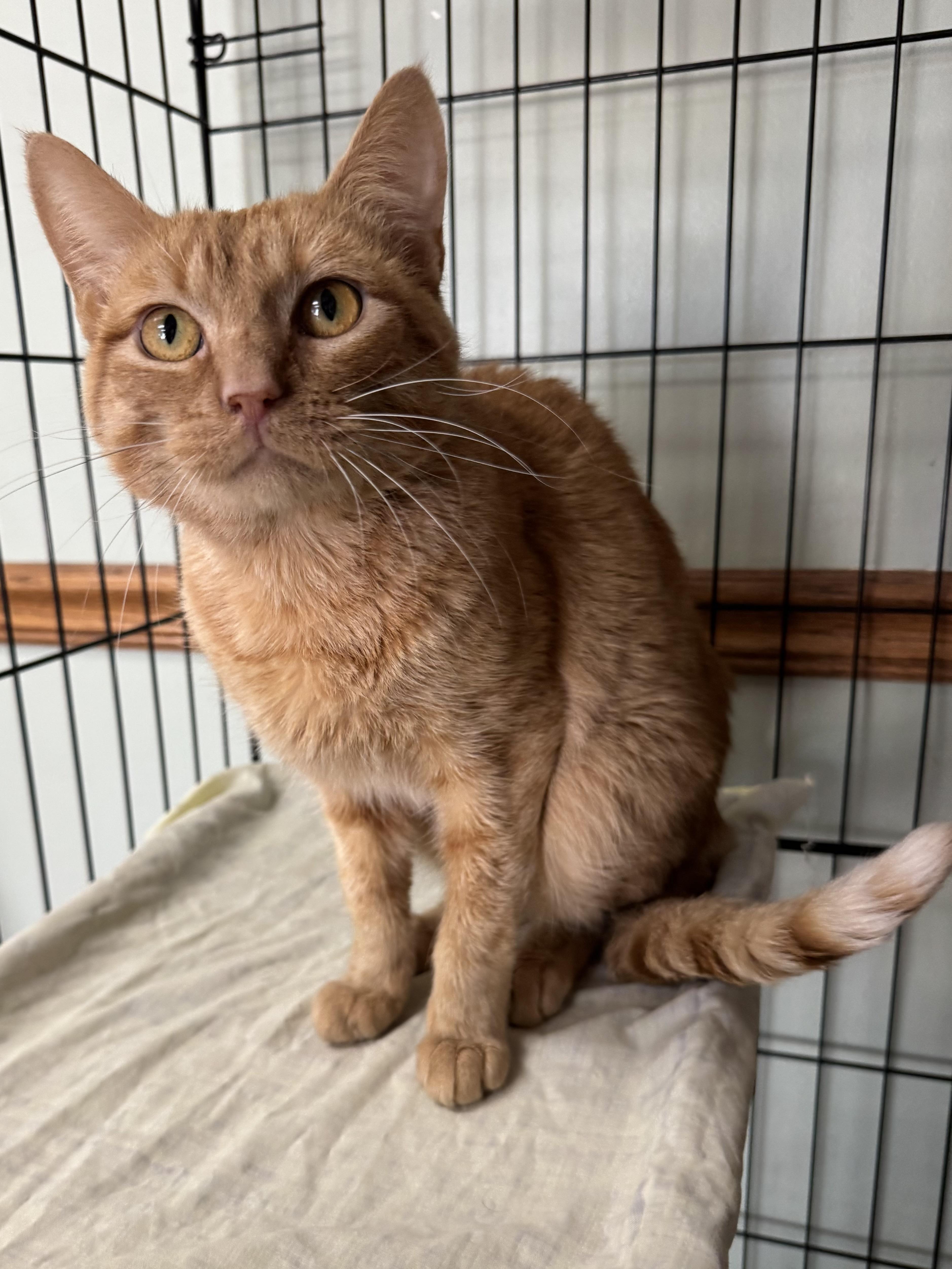 Enlarge Tony, a ADOPTABLE mixed breed in Valley Center, KS image 2/5