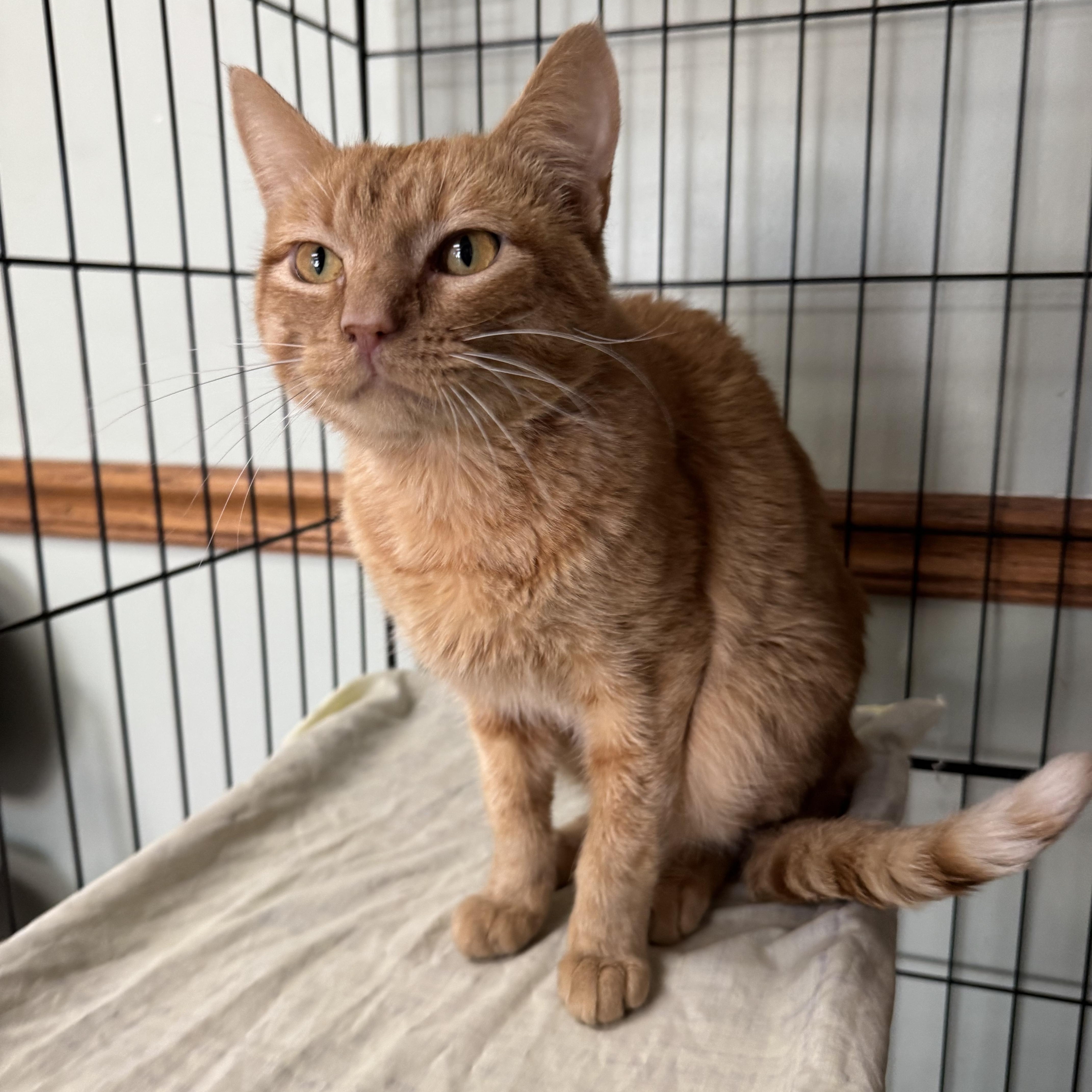 Enlarge Tony, a ADOPTABLE mixed breed in Valley Center, KS image 1/5