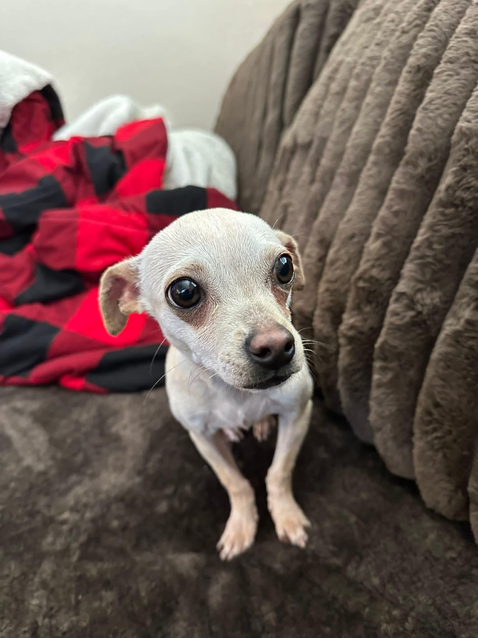 Tink, adopted, Young Female Chihuahua.