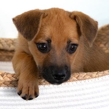 Enlarge Doris-small package, an adoptable mixed breed in Lake Forest, IL image 3/4