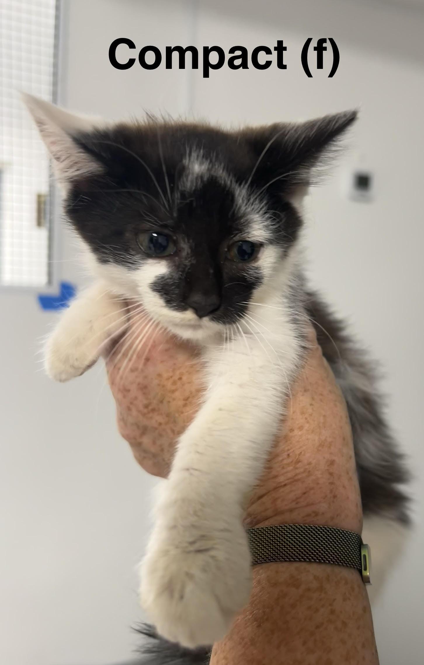 Enlarge Compact, a Adoptable Domestic Short Hair in Saugerties, NY image 1/2