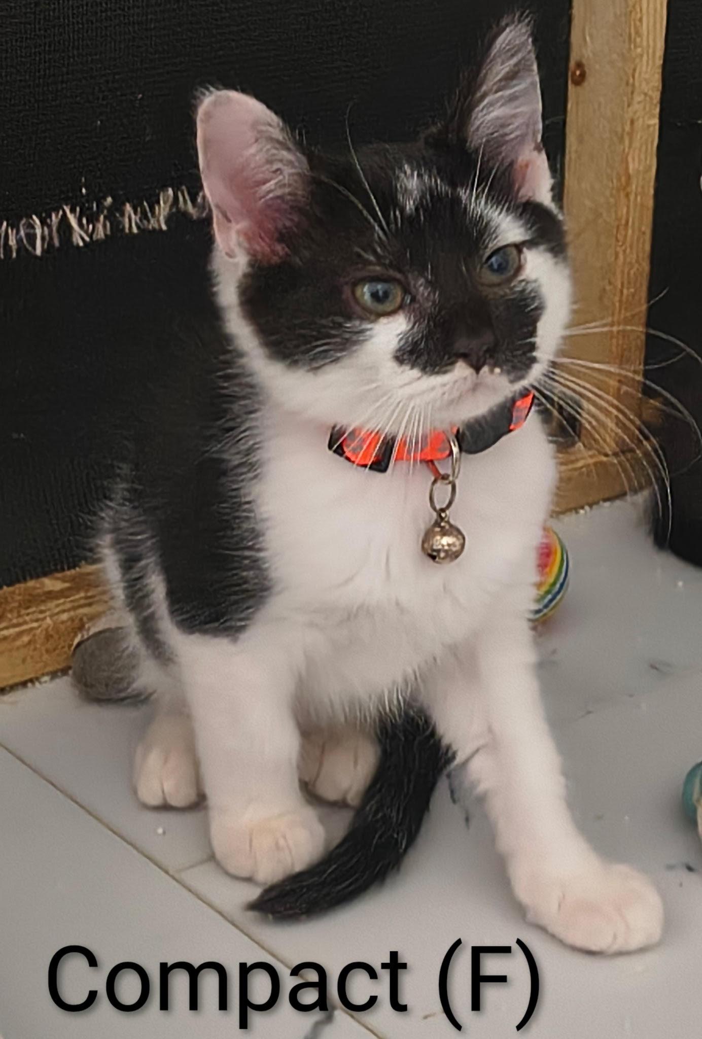 Enlarge Compact, a Adoptable Domestic Short Hair in Saugerties, NY image 2/2