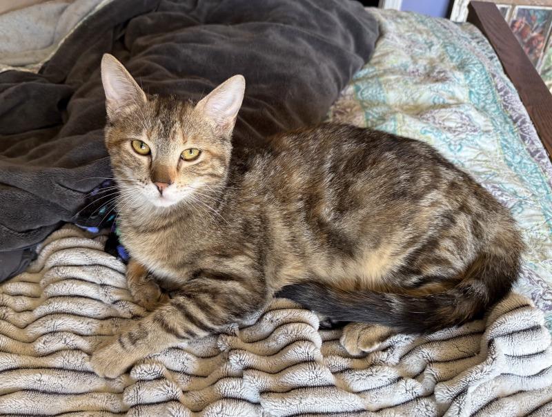 Hummus, Adoptable, Adult Female Domestic Short Hair.