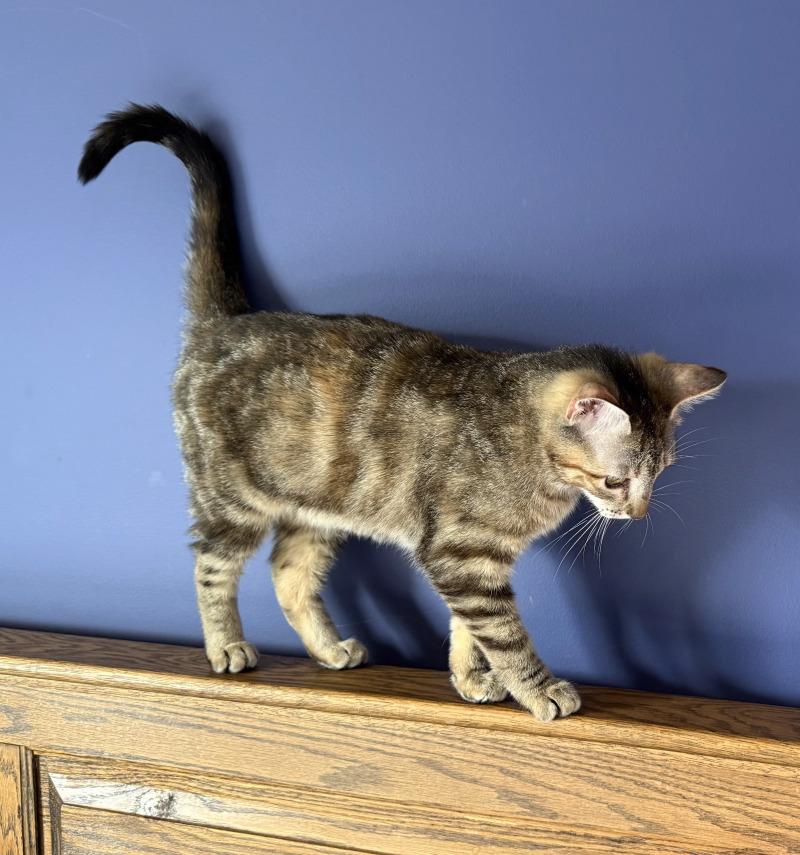 Enlarge Hummus, a Adoptable Domestic Short Hair in Grand Rapids, MI image 2/2