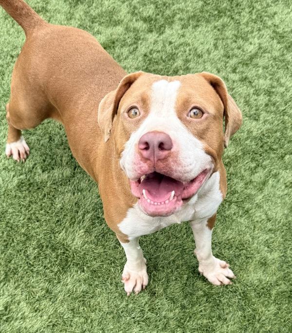Ivery, Adoptable, Adult Female Pit Bull Terrier.