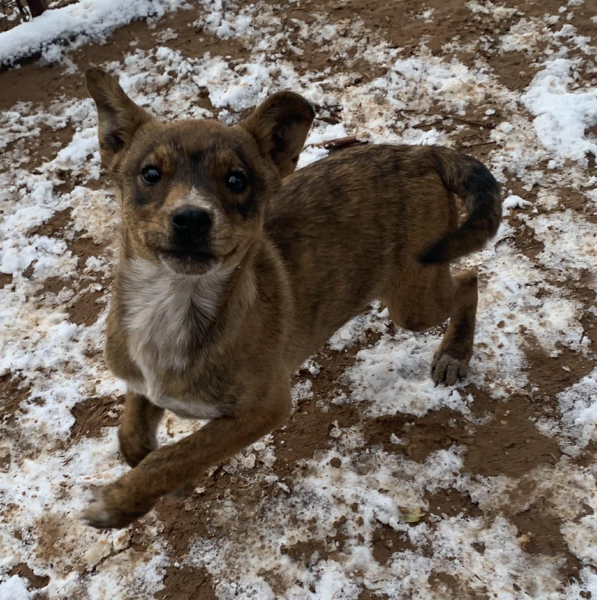 Enlarge Timothy, a Adoptable mixed breed in Albuquerque, NM image 3/5