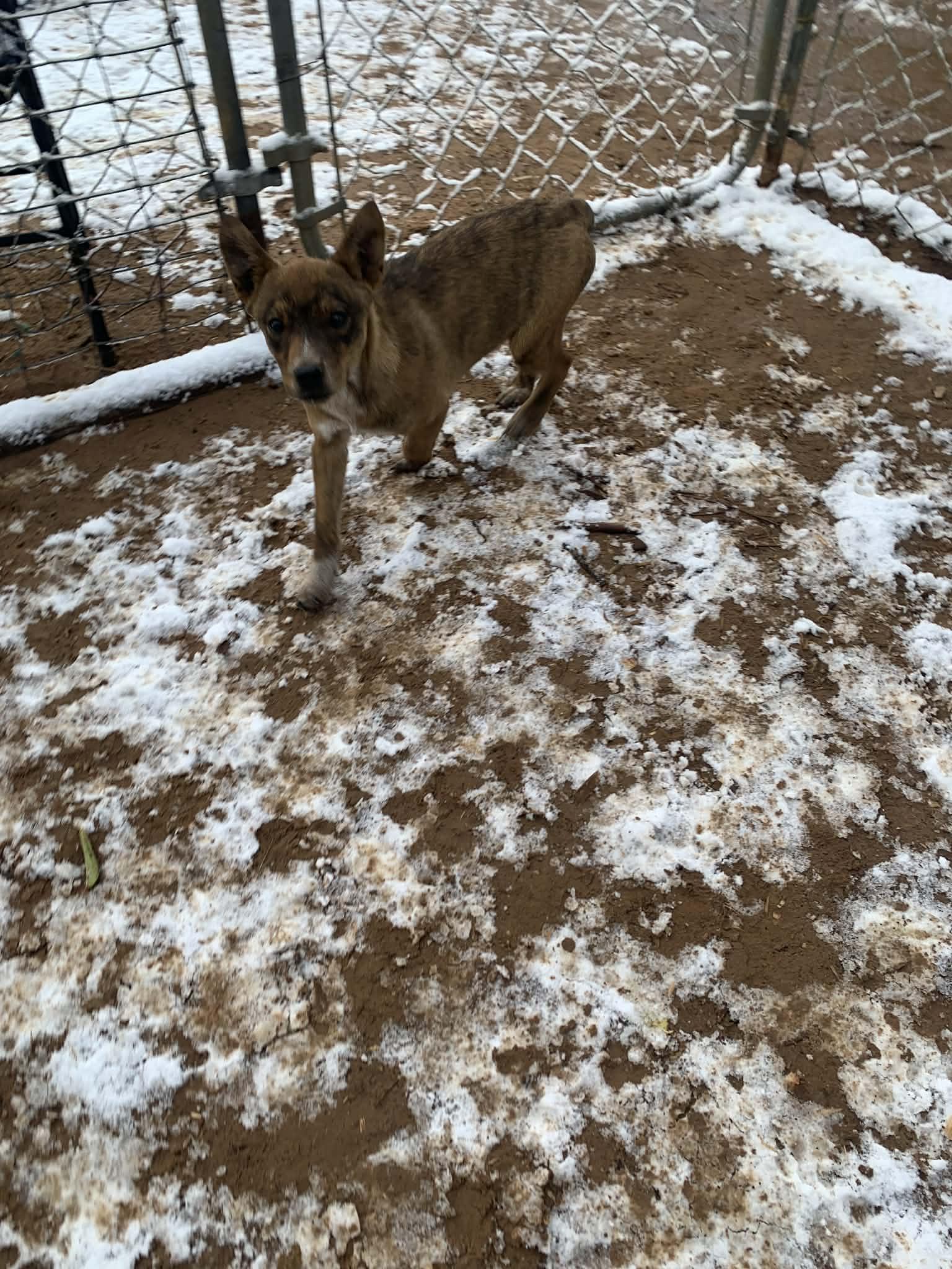 Enlarge Timothy, a Adoptable mixed breed in Albuquerque, NM image 4/5