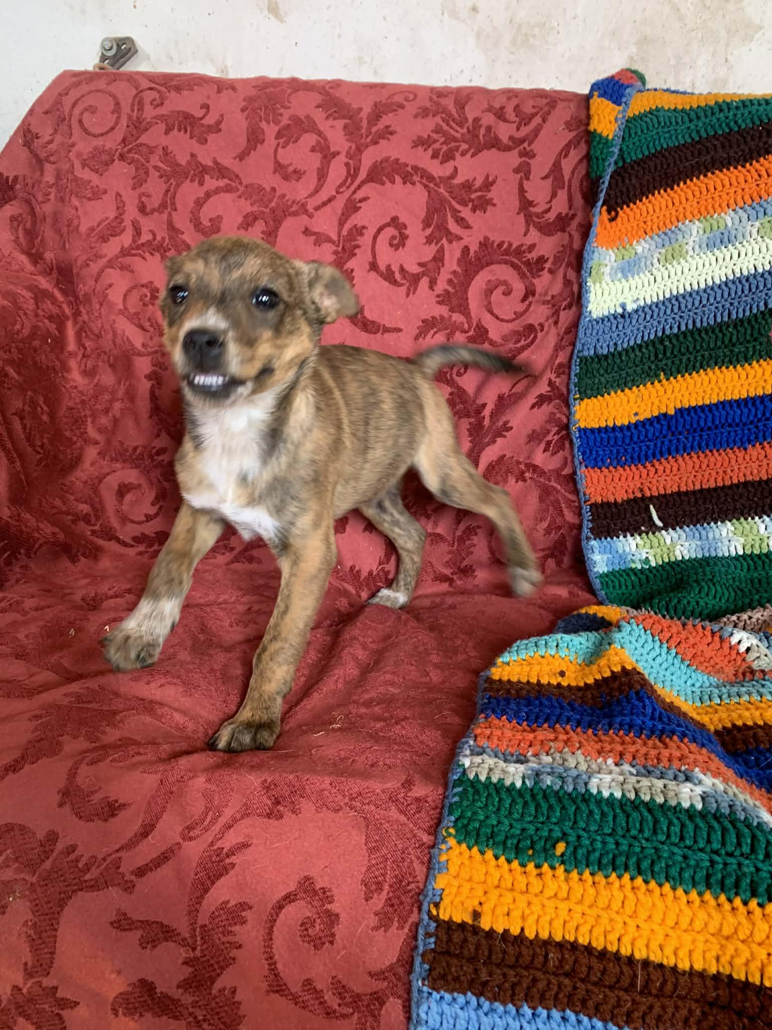 Enlarge Timothy, a Adoptable mixed breed in Albuquerque, NM image 2/5