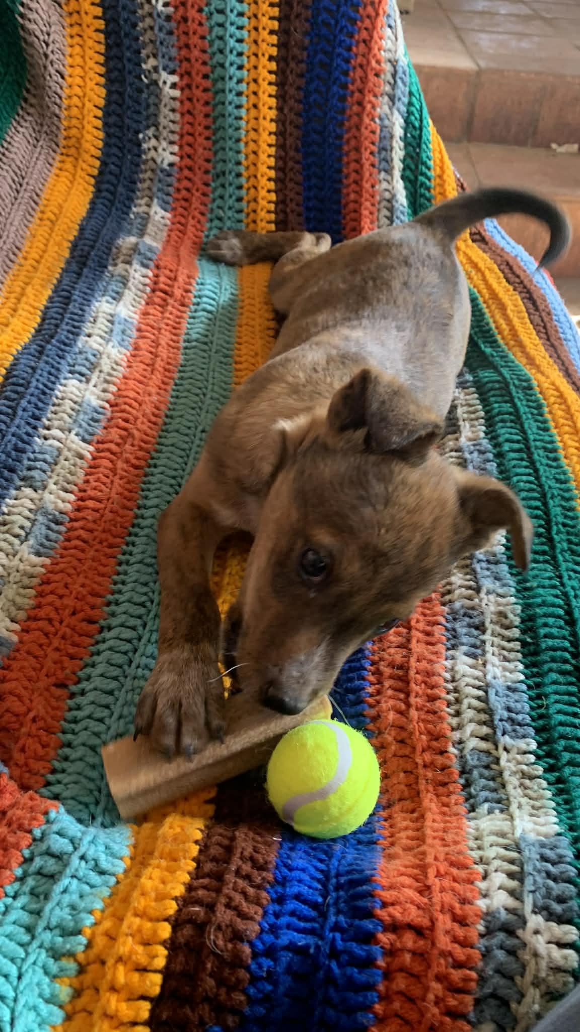 Enlarge Timothy, a Adoptable mixed breed in Albuquerque, NM image 1/5