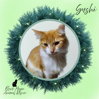 Enlarge Sushi, a Adoptable Domestic Long Hair in Casa Grande, AZ image 1/5