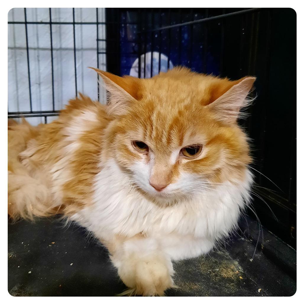 Enlarge Sushi, a Adoptable Domestic Long Hair in Casa Grande, AZ image 2/5