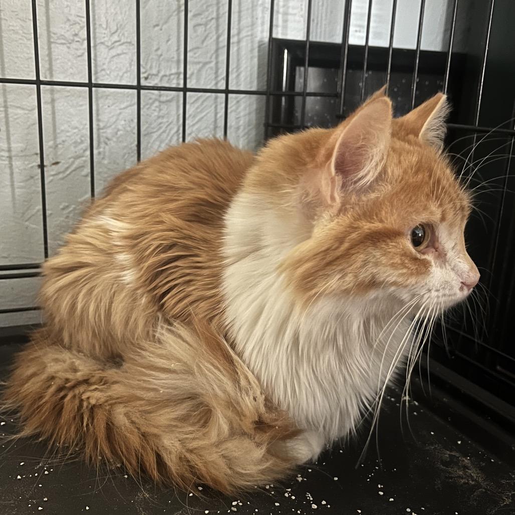 Enlarge Sushi, a Adoptable Domestic Long Hair in Casa Grande, AZ image 3/5