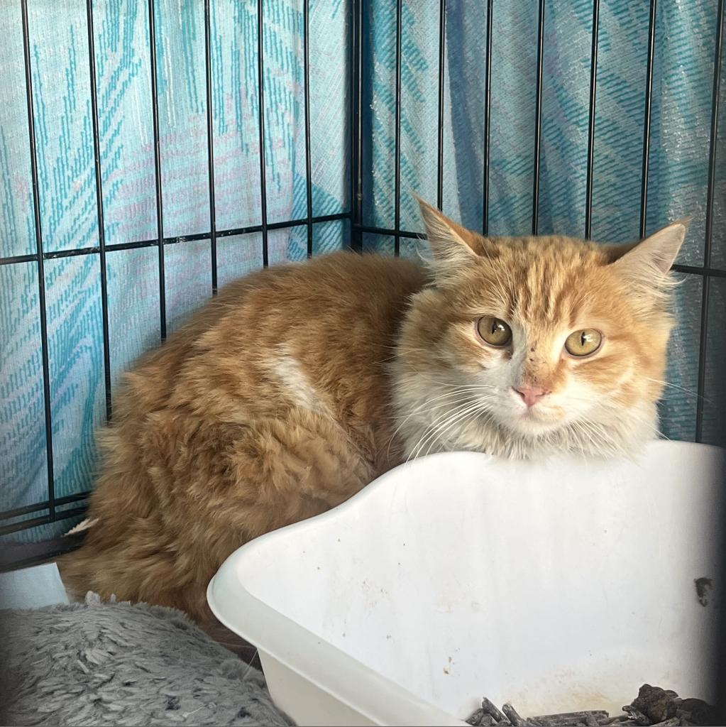 Enlarge Sushi, a Adoptable Domestic Long Hair in Casa Grande, AZ image 4/5