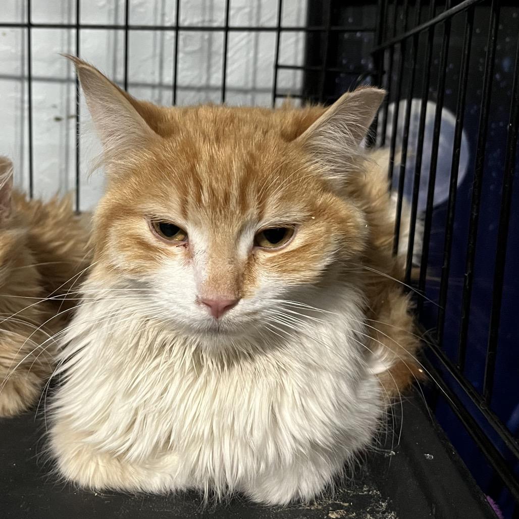 Enlarge Sushi, a Adoptable Domestic Long Hair in Casa Grande, AZ image 5/5
