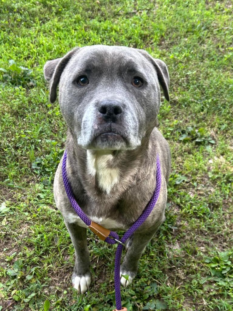Doug, Adoptable, Senior Male Pit Bull Terrier.
