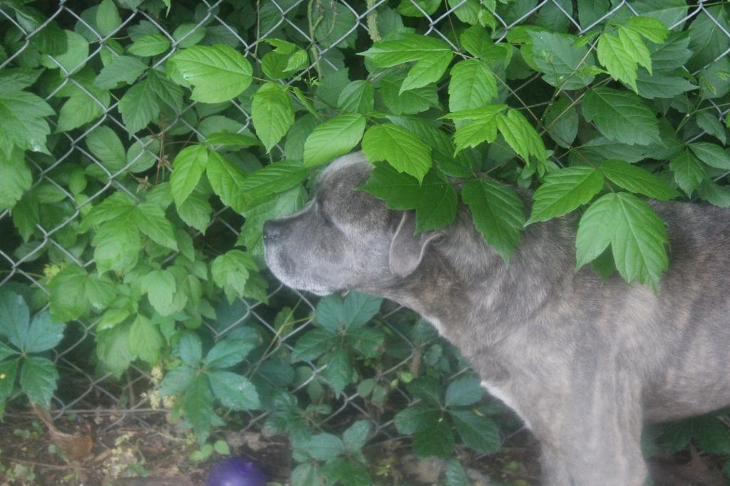 Enlarge Doug, a Adoptable mixed breed in Benton, AR image 2/6