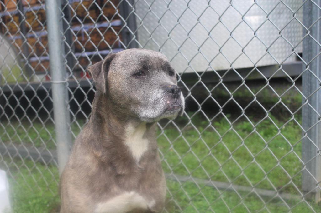 Enlarge Doug, a Adoptable mixed breed in Benton, AR image 3/6