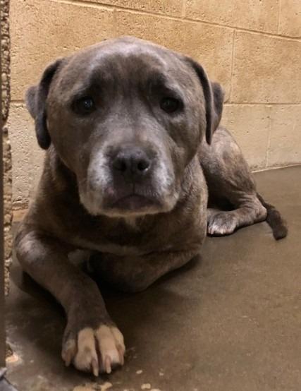 Enlarge Doug, a Adoptable mixed breed in Benton, AR image 4/6